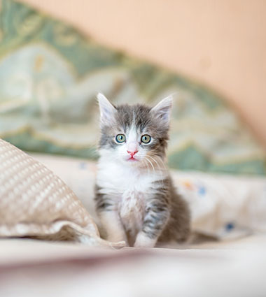 如何度過適應期？