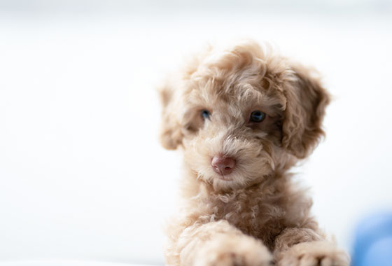 第一次驅(qū)蟲(chóng)