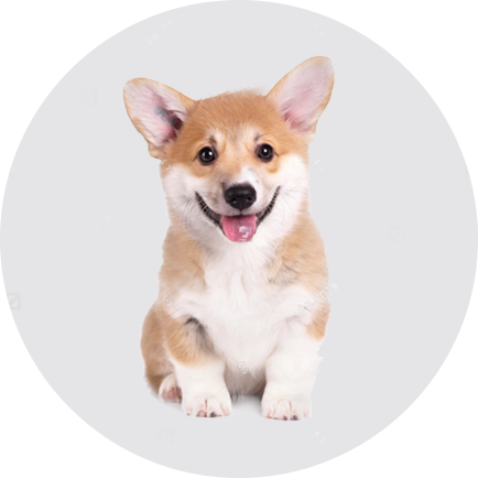 如何為幼犬準(zhǔn)備新家生活？