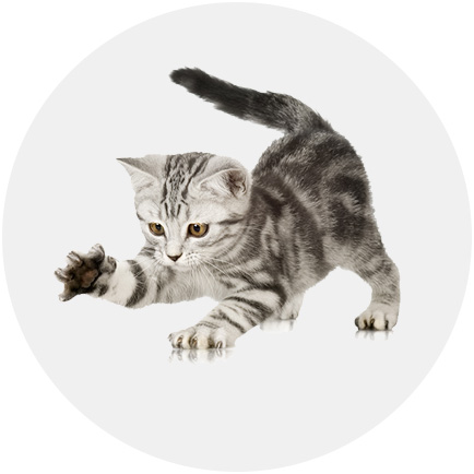 如何為幼貓準備新家生活？